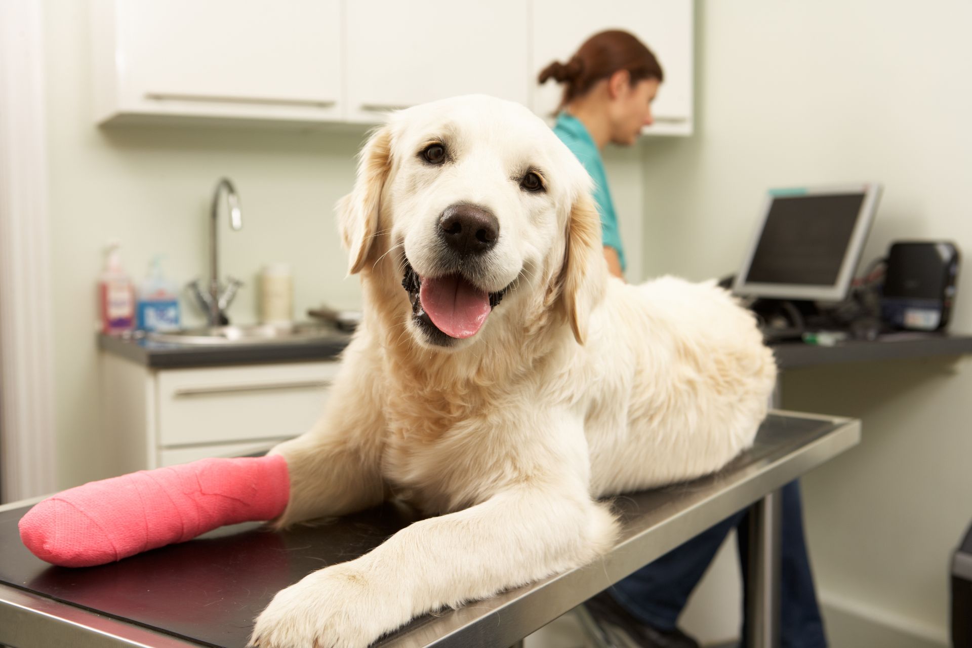 Radiologia Veterinária
